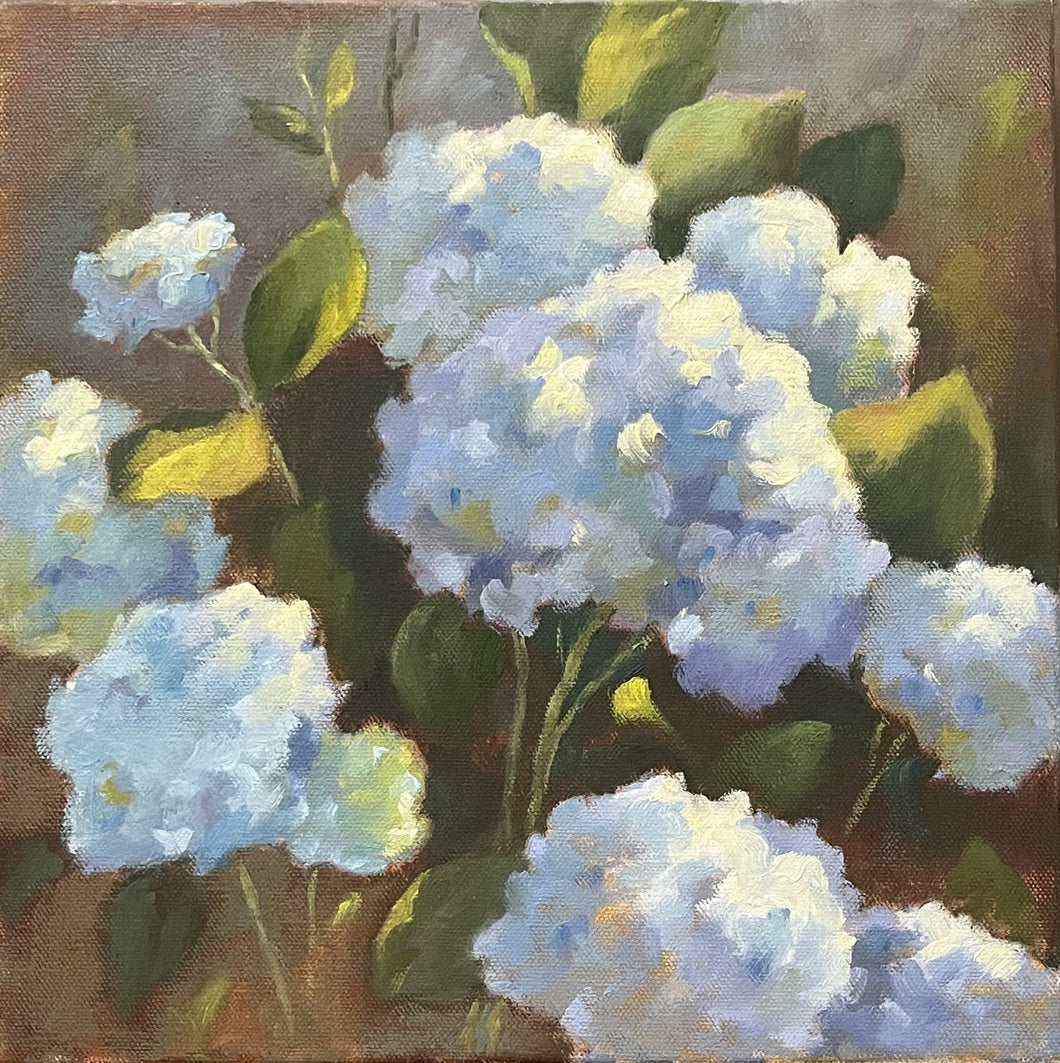 Sunlit Hydrangeas